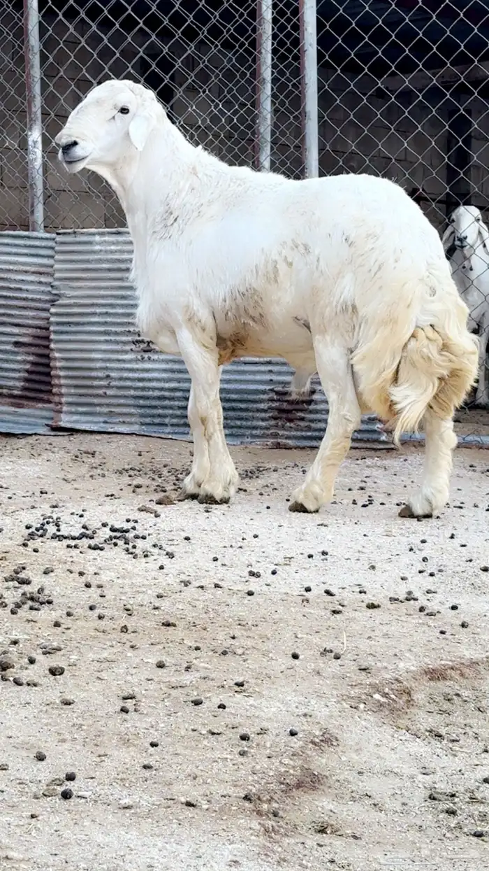 فحل جامع شبب 1