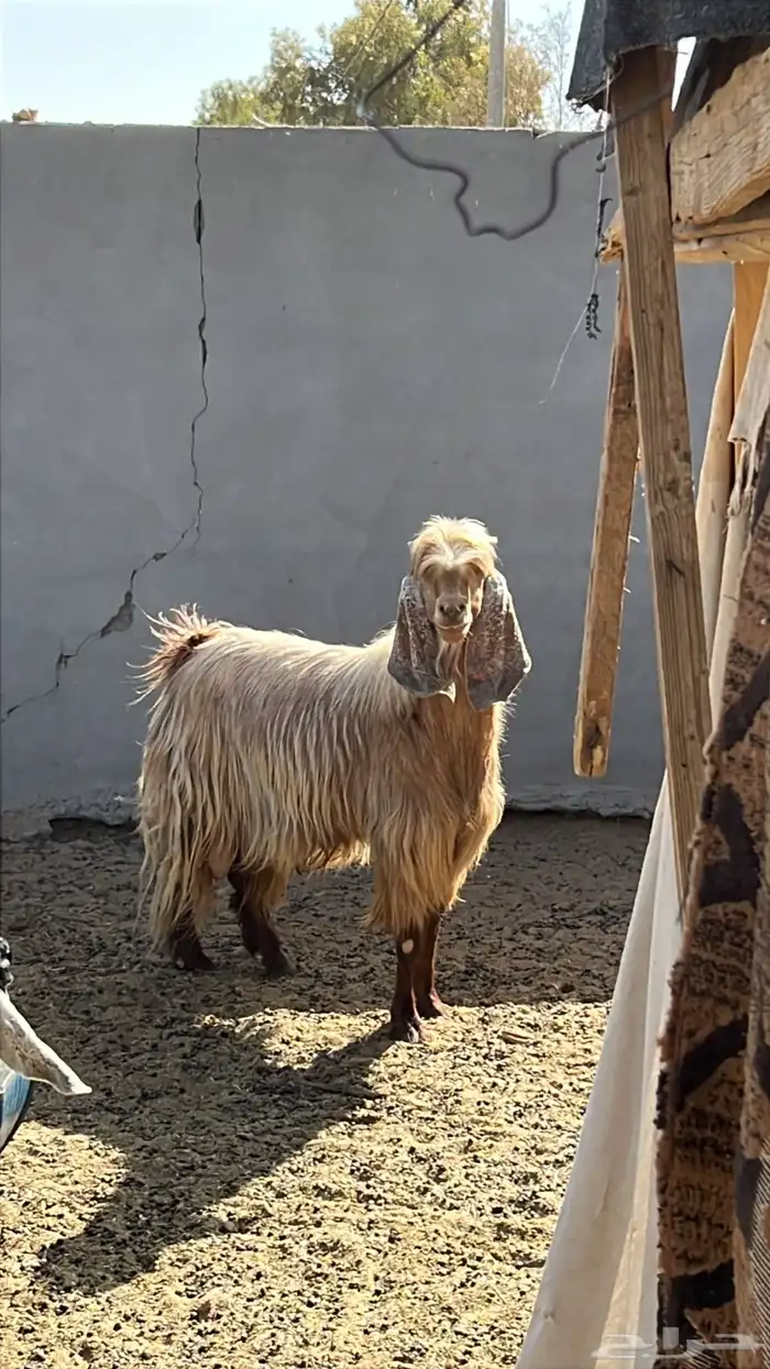 للبيع تيس سديس طيب بالحيل 0
