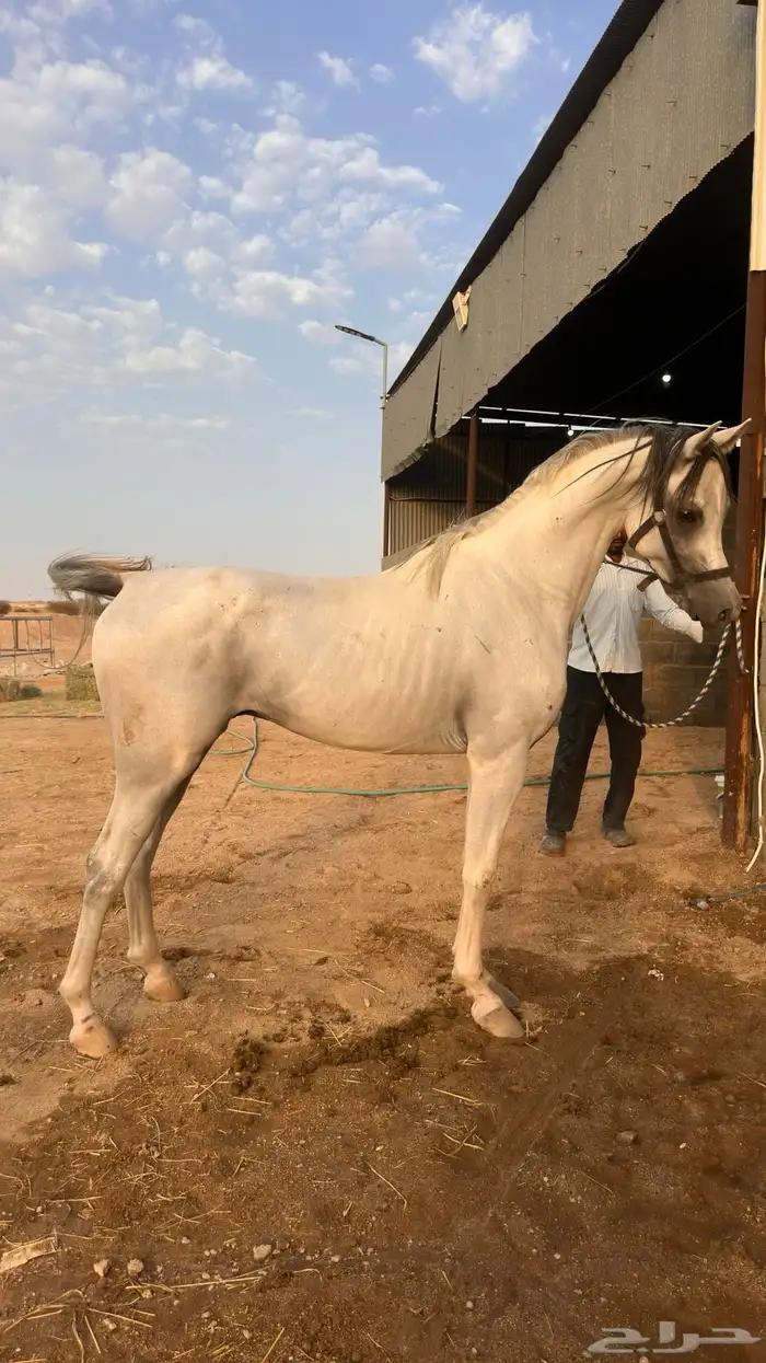 حصان واهو معسوف وحار في الركوب النقل على الشاري 2