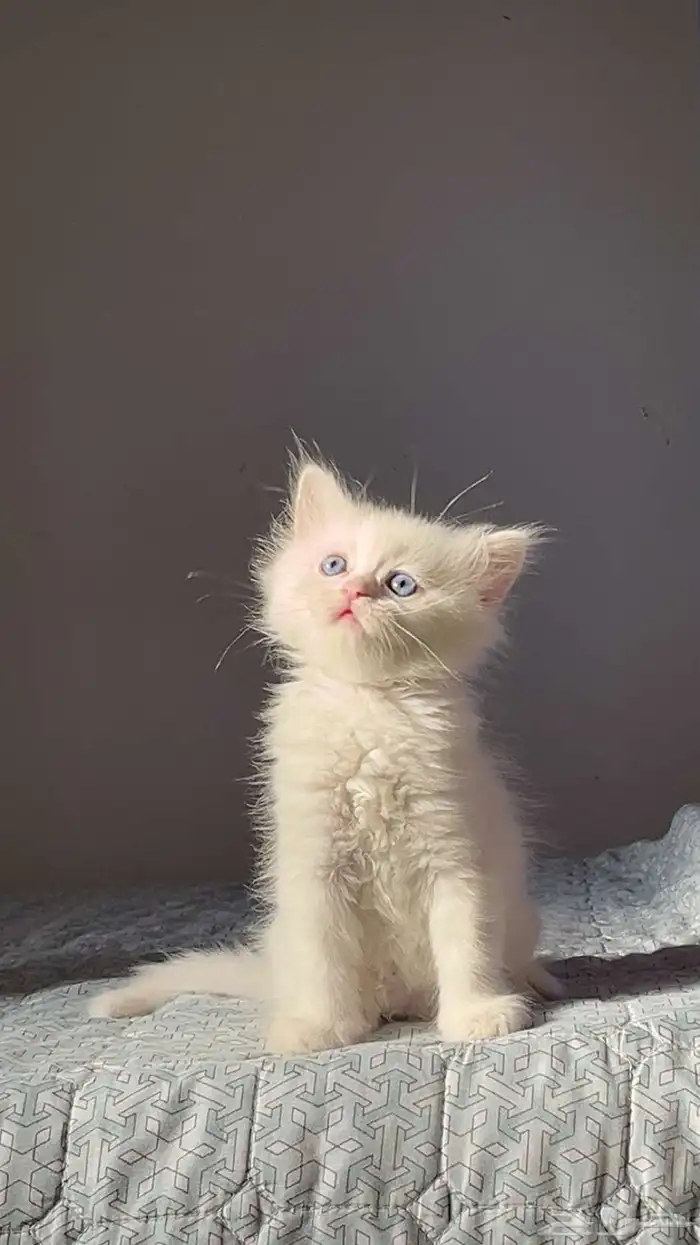 قطط للبيع 0