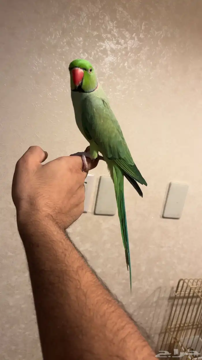 تم البيع تم البيع فحل دره 0