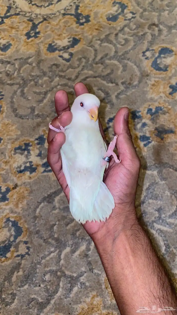 روز البينو اليف وهدد 2