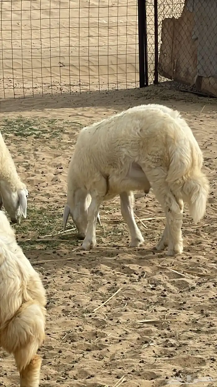 طلياان شحم ولحمم وطرف 0