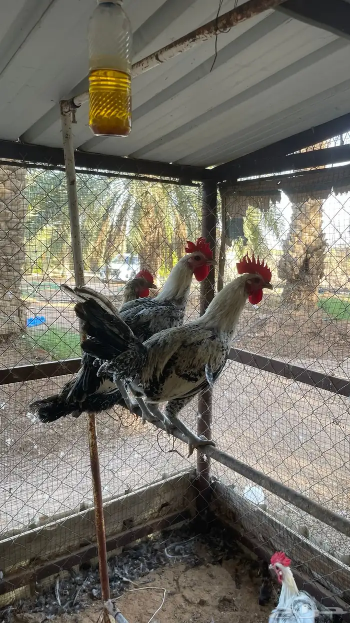 ديوك فيومي 2