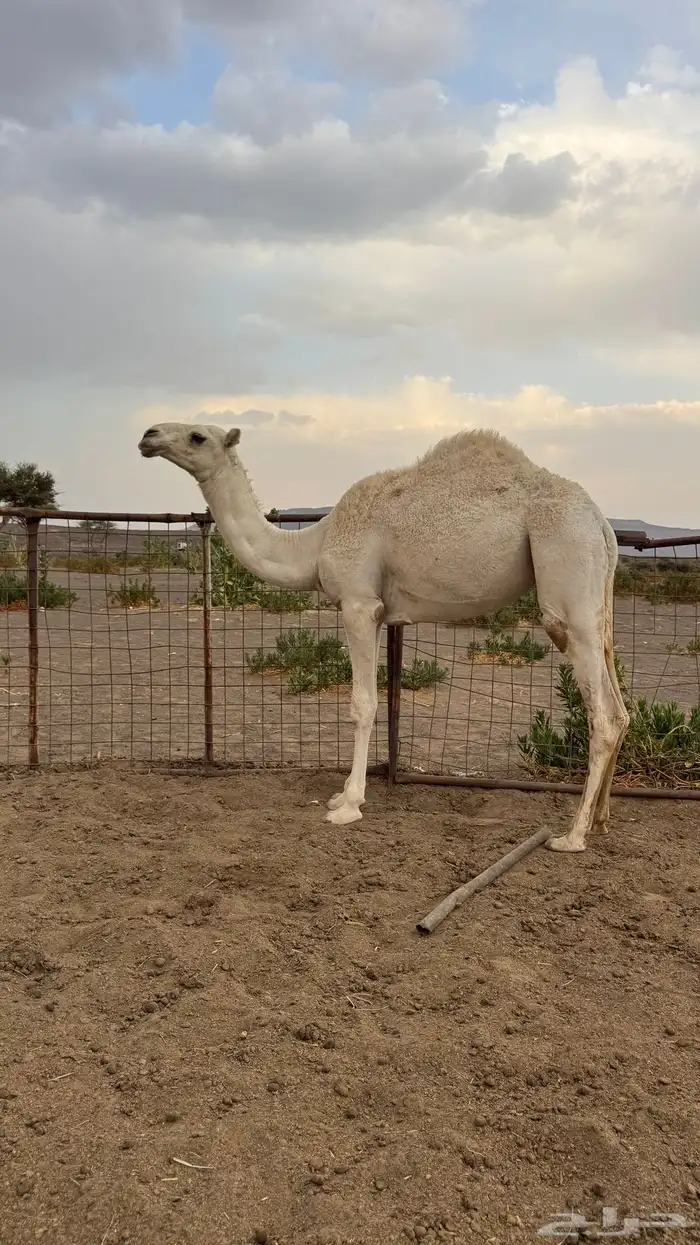 للبيع بكره 0