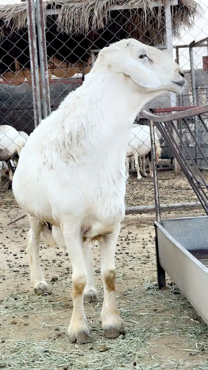 فحل جامع شبب 2