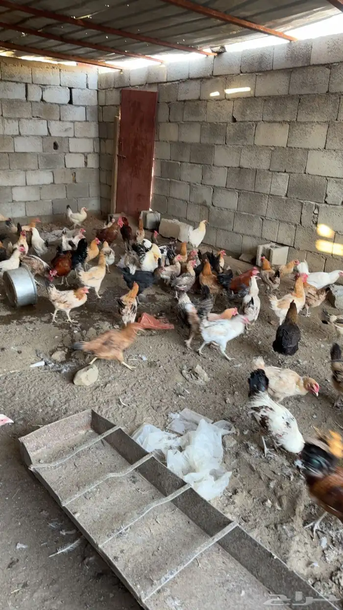 دجاج بلدي للبيع 2