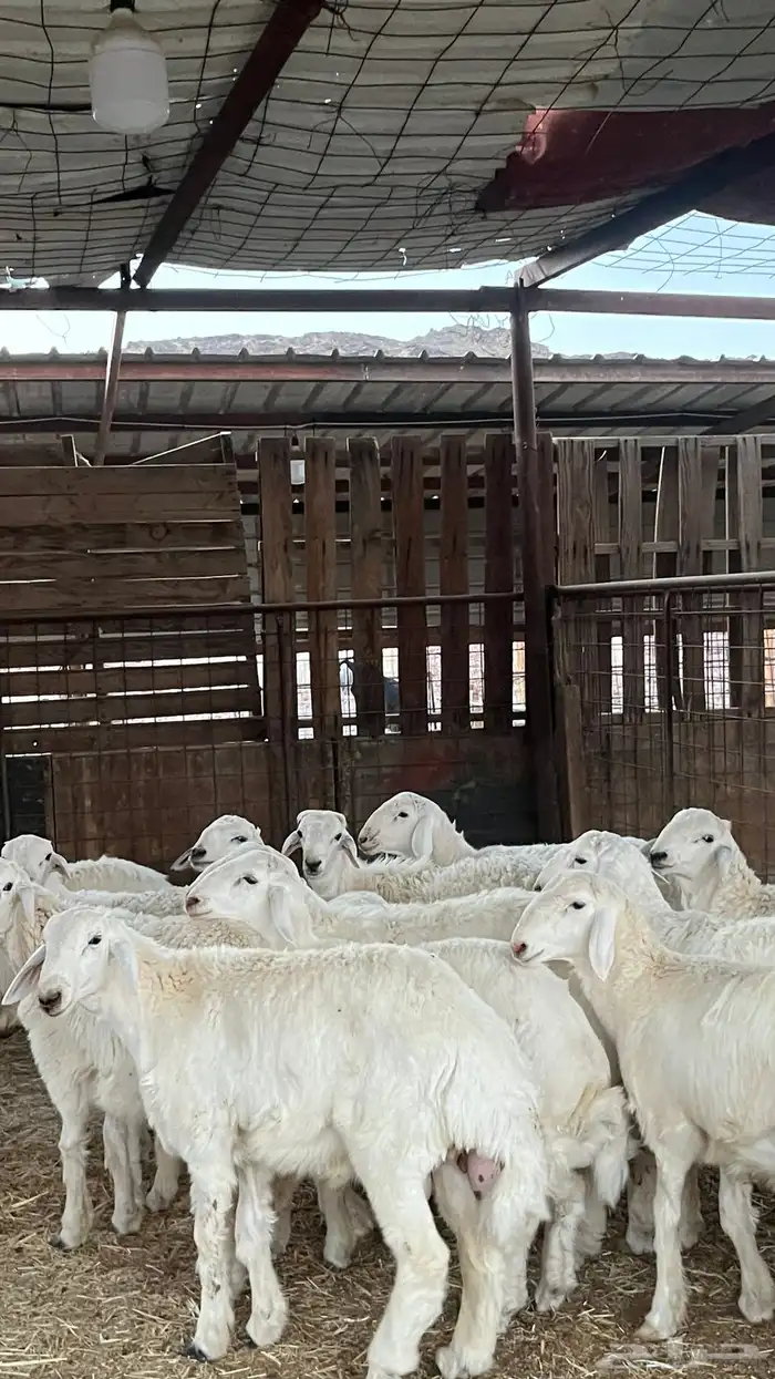 طليان حريات ذبايح نظاف شرط 10