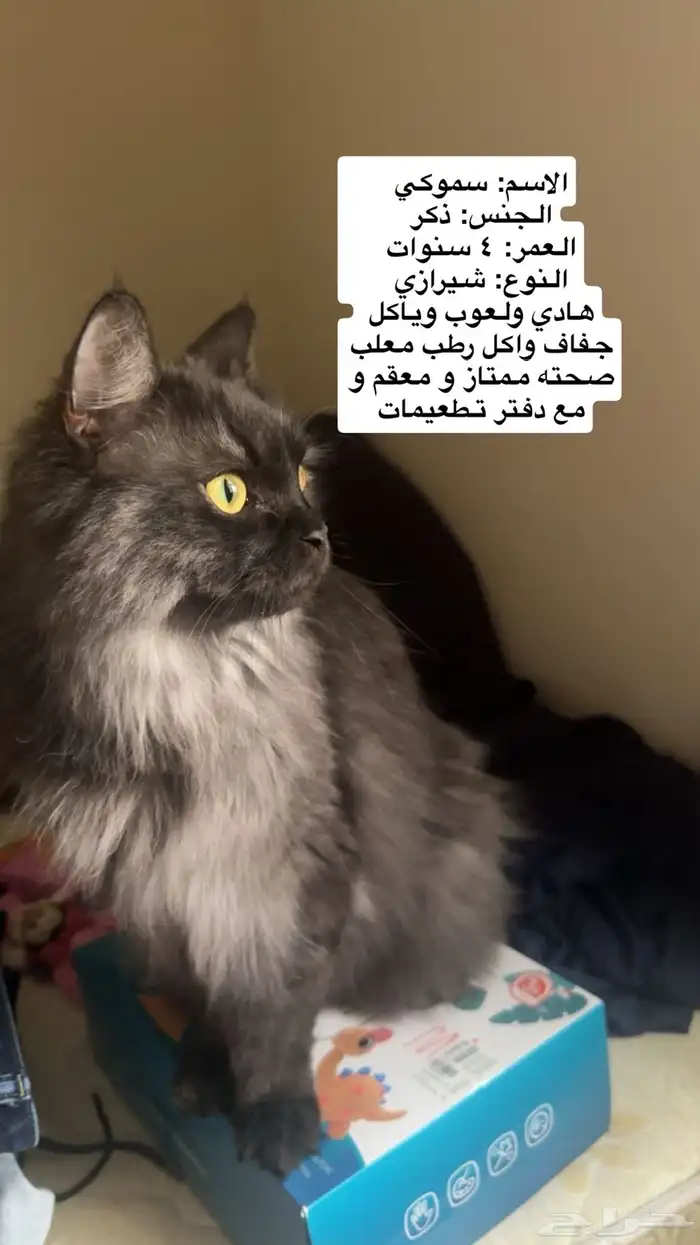 قط شيرازي للتبني 0