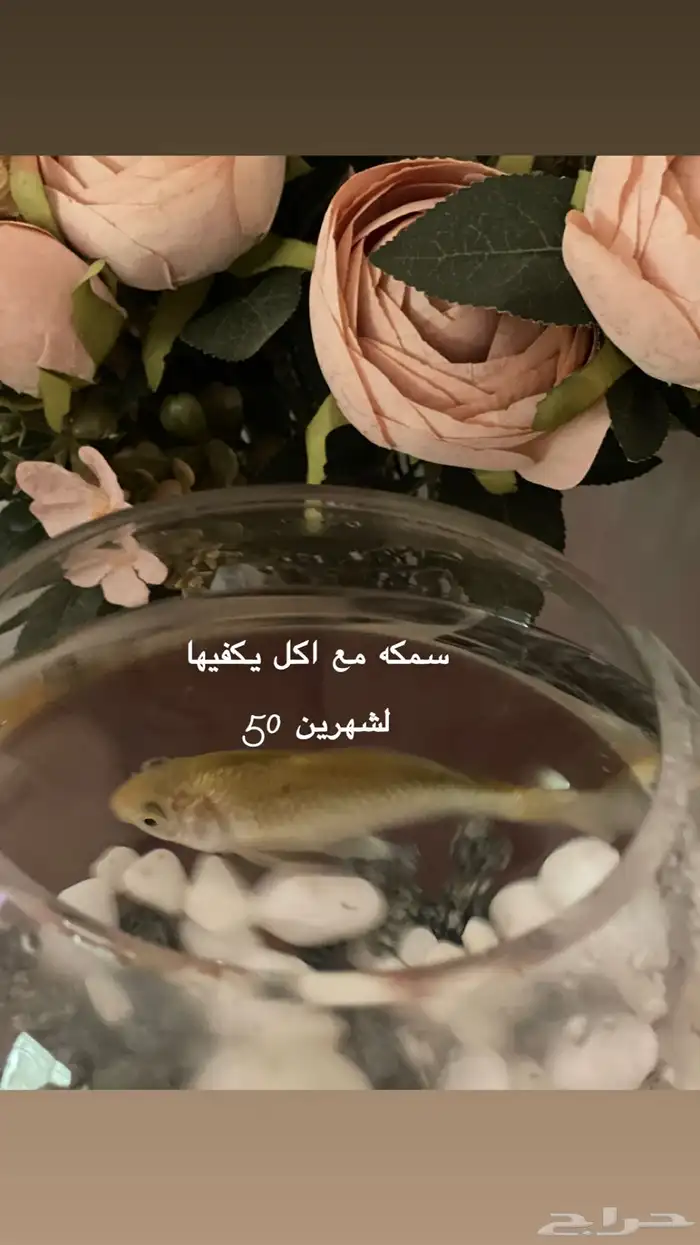 شاشة   طابعه   سمكه 9