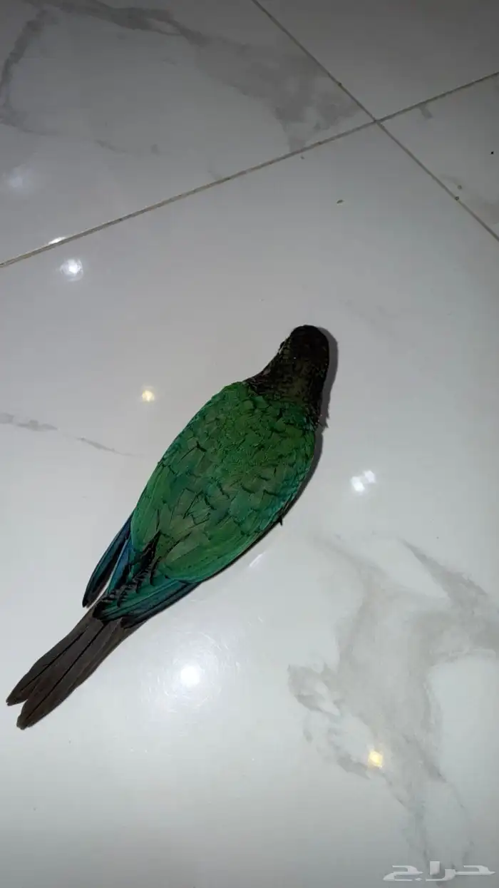 فرخ كنيور بلوشيك 6