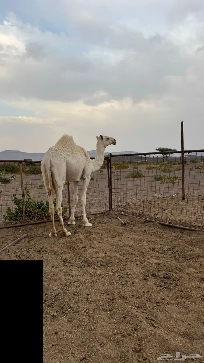 للبيع بكره 1