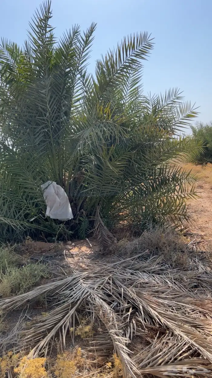 فسائل نخل خلاص للبيع احجام كبيره وبعضه متمر 0