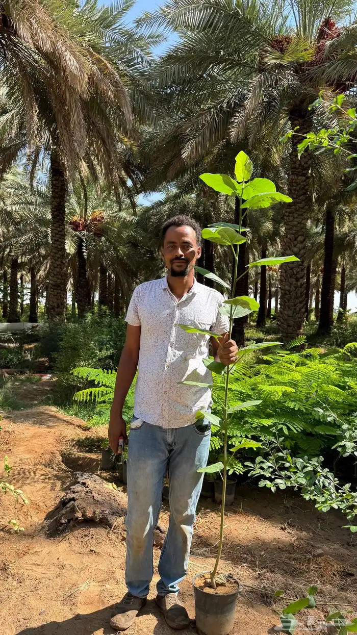 شجرة الجميز شتلات مشاتل 1