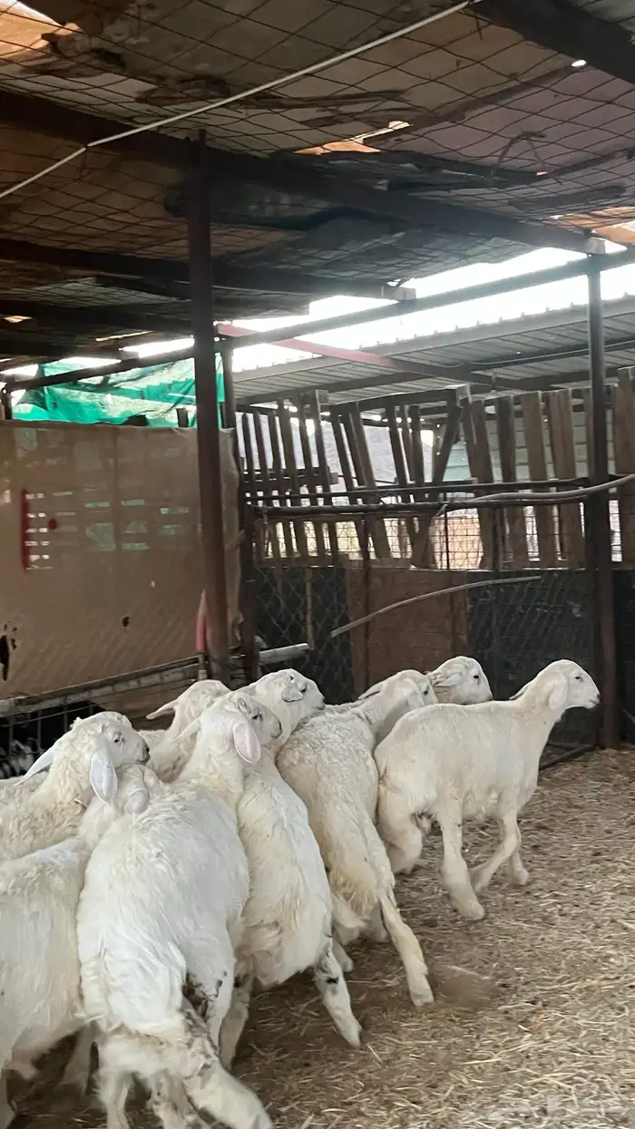 طليان حريات ذبايح نظاف شرط 2