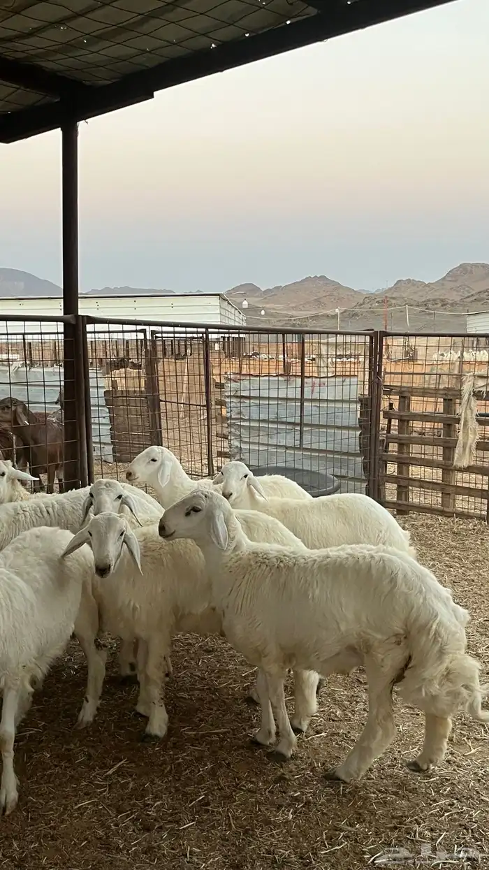 طليان حريات ذبايح نظاف شرط 4