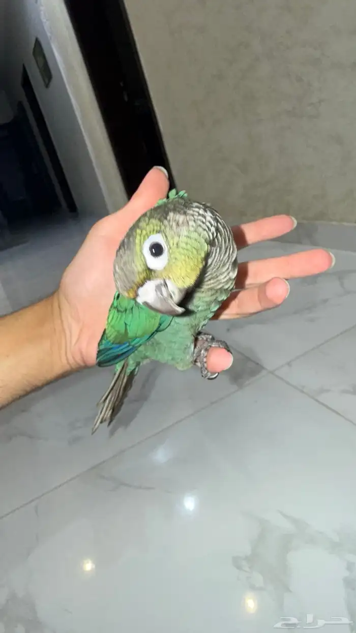 فرخ كنيور بلوشيك 0