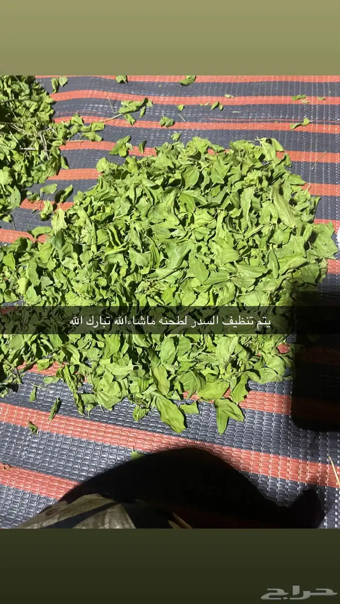 السدر الورق نطحنه في البيت شي نظيف وذمه وامانه 1