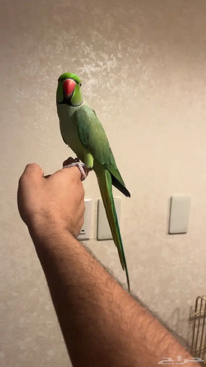 تم البيع تم البيع فحل دره 3