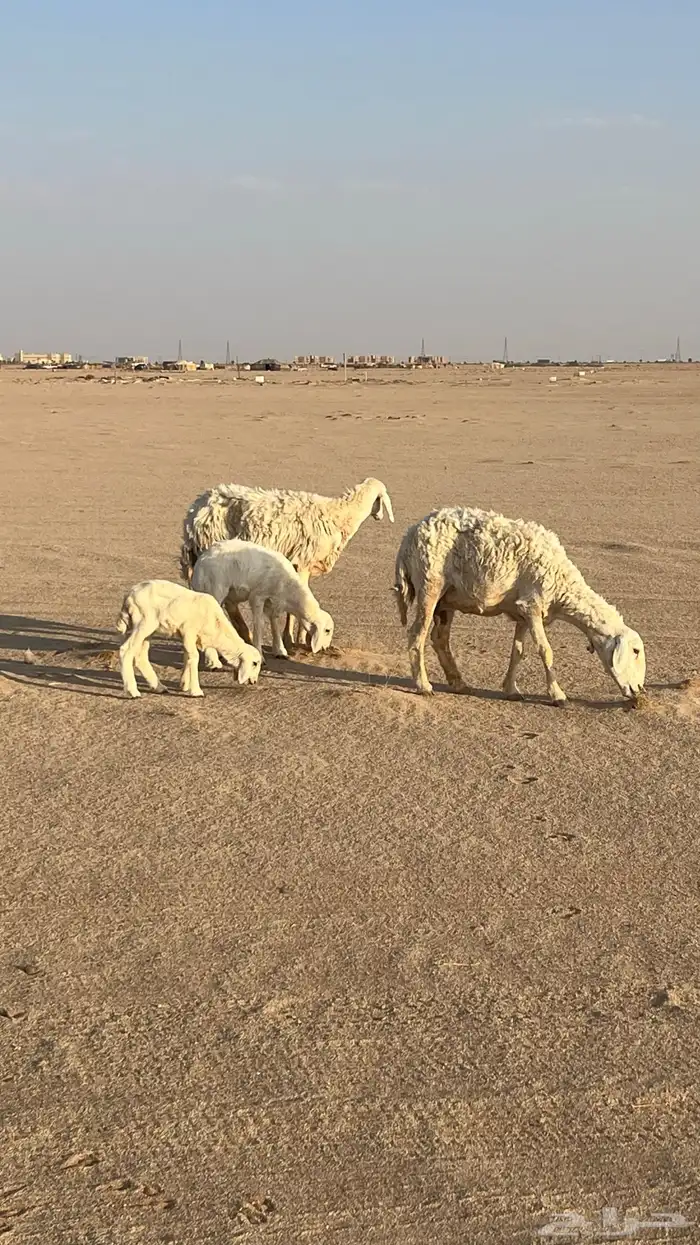 حريات 1