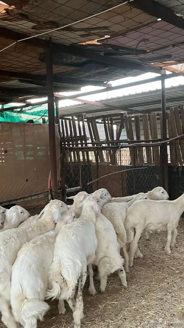 طليان حريات ذبايح نظاف شرط 1