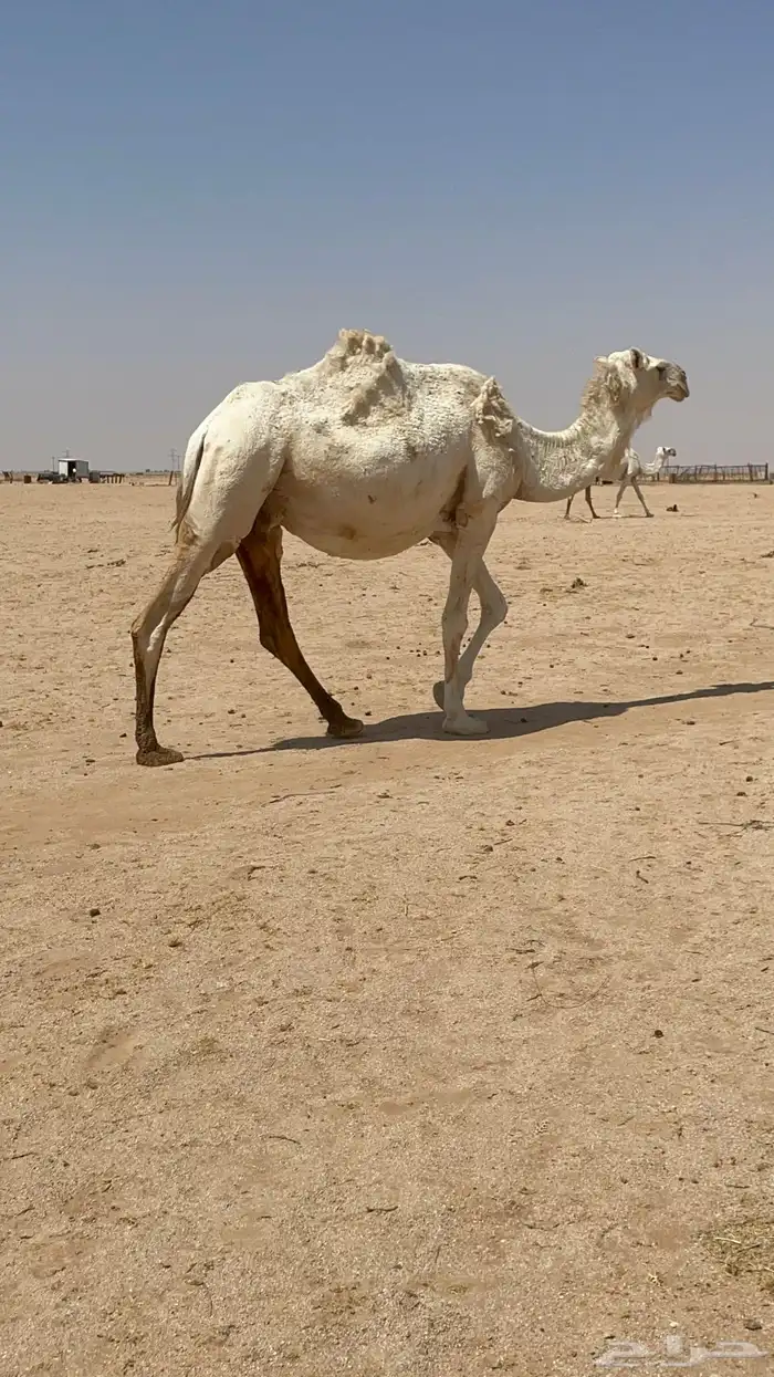لقحات للبيع 5
