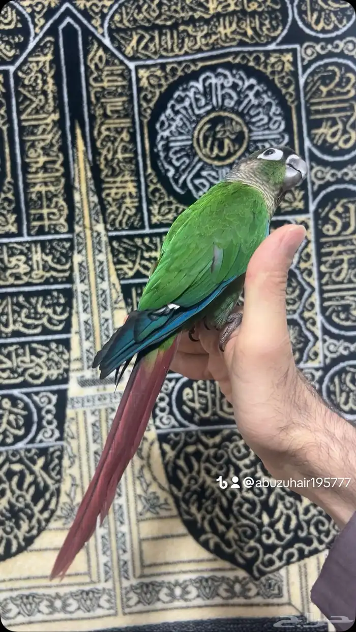 كنيور قرين شيك لطيف وكيوت وأليف ونشبه اللى يبغى الزين يلحق 1