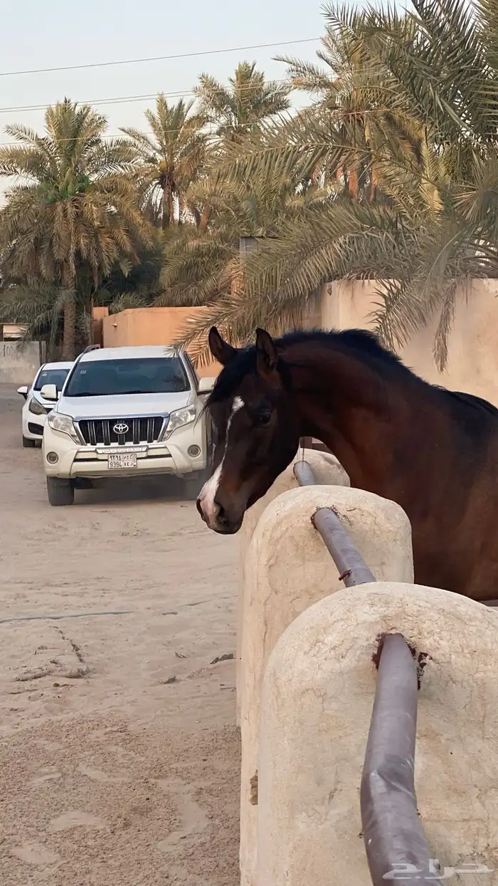 للبيع مهر واهو 0