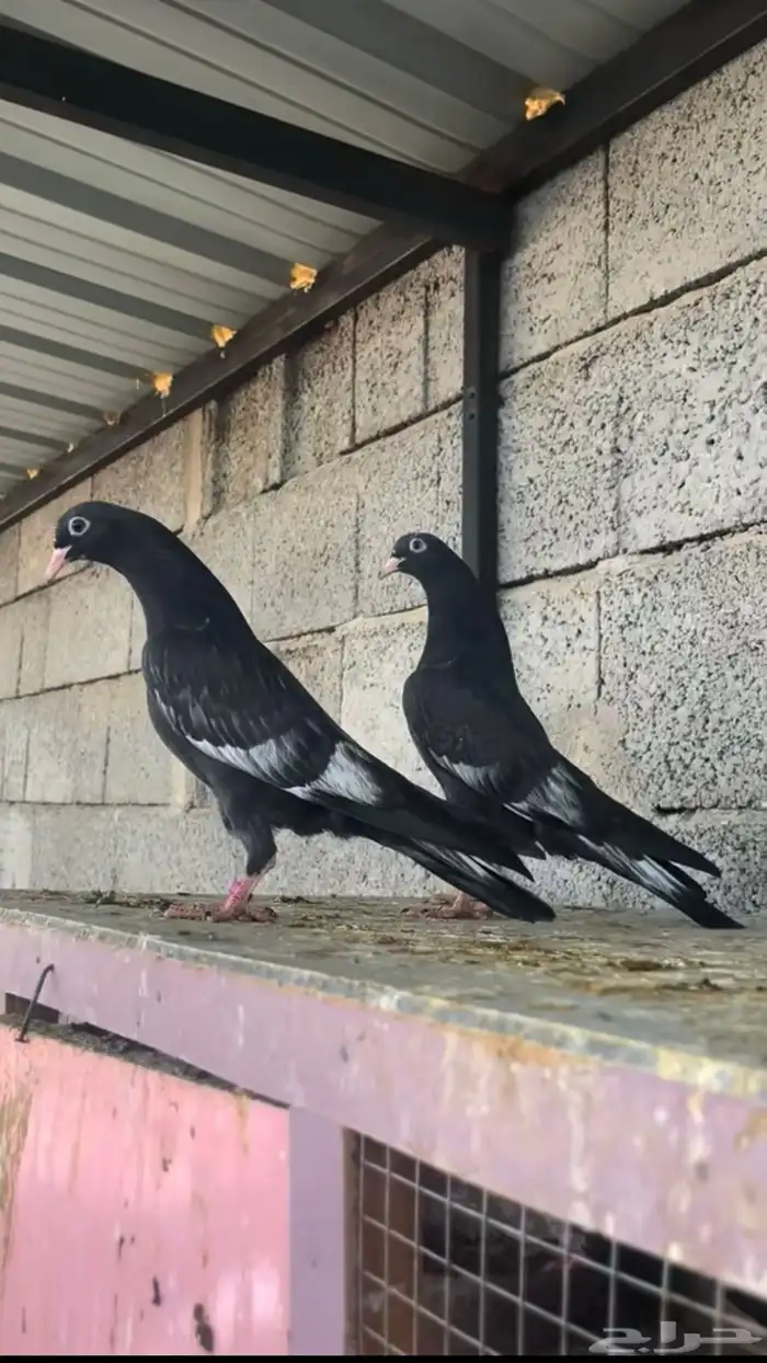 طبات حمام باكستاني رامبوري ( تم البيع ) 0