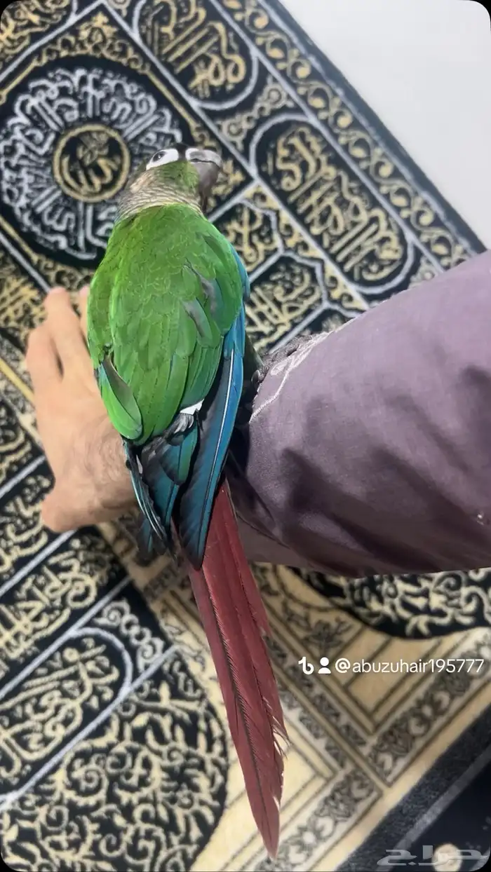 كنيور قرين شيك لطيف وكيوت وأليف ونشبه اللى يبغى الزين يلحق 2