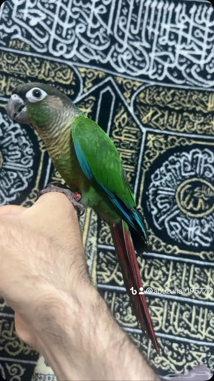 كنيور قرين شيك لطيف وكيوت وأليف ونشبه اللى يبغى الزين يلحق 4