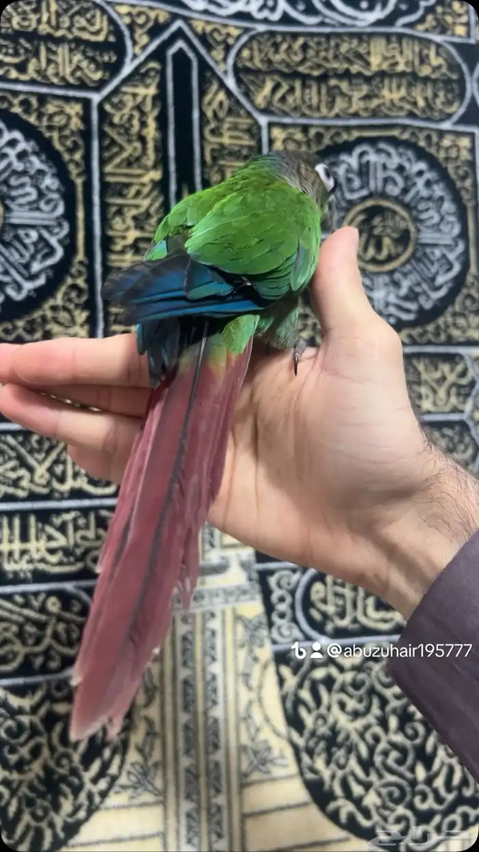 كنيور قرين شيك لطيف وكيوت وأليف ونشبه اللى يبغى الزين يلحق 3