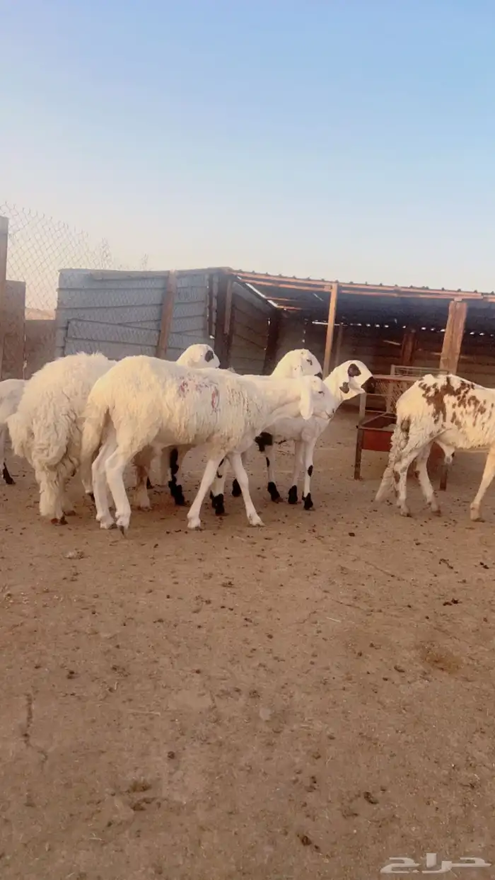 سواكني حري رفيدي برابر نعيم تيوس 9