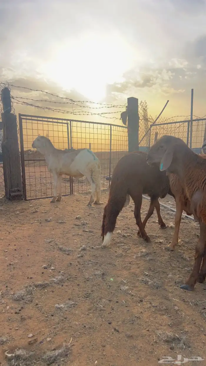 سواكني حري رفيدي برابر نعيم تيوس 5