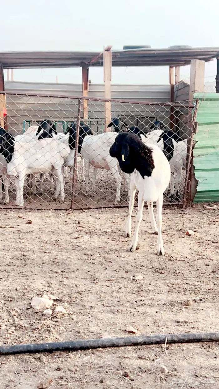 سواكني حري رفيدي برابر نعيم تيوس 14