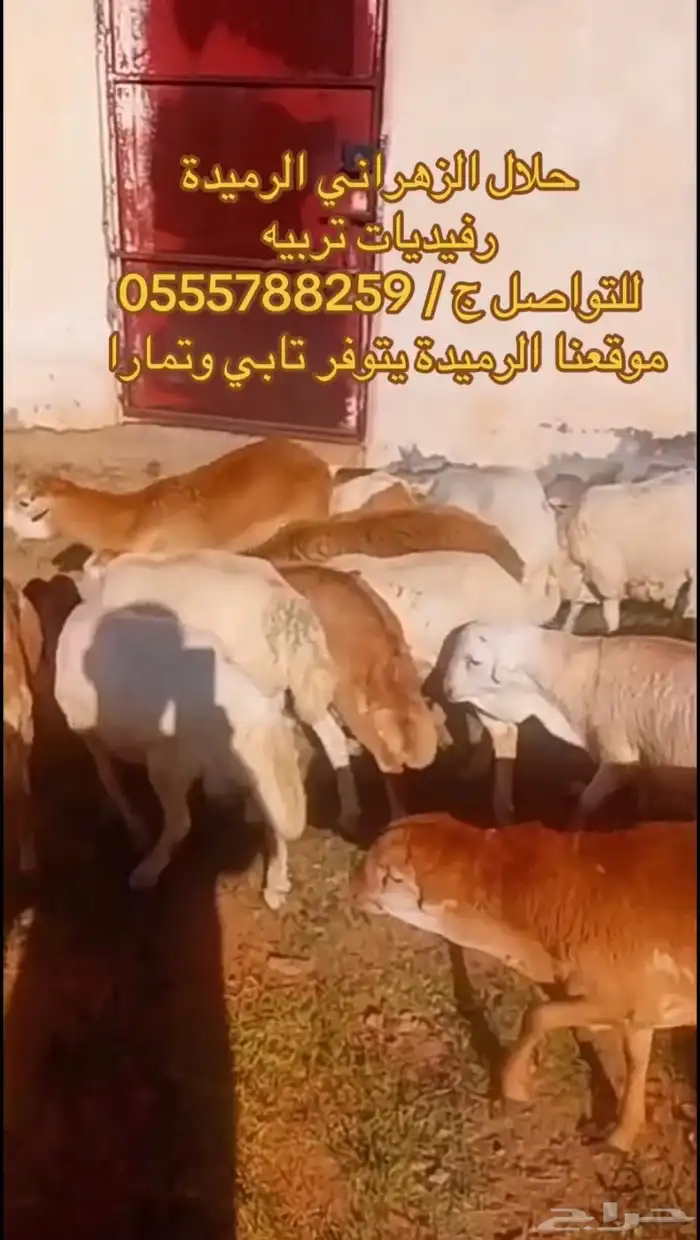 طليان رفيدي تربيه اسعار تنافسيه جدا 1