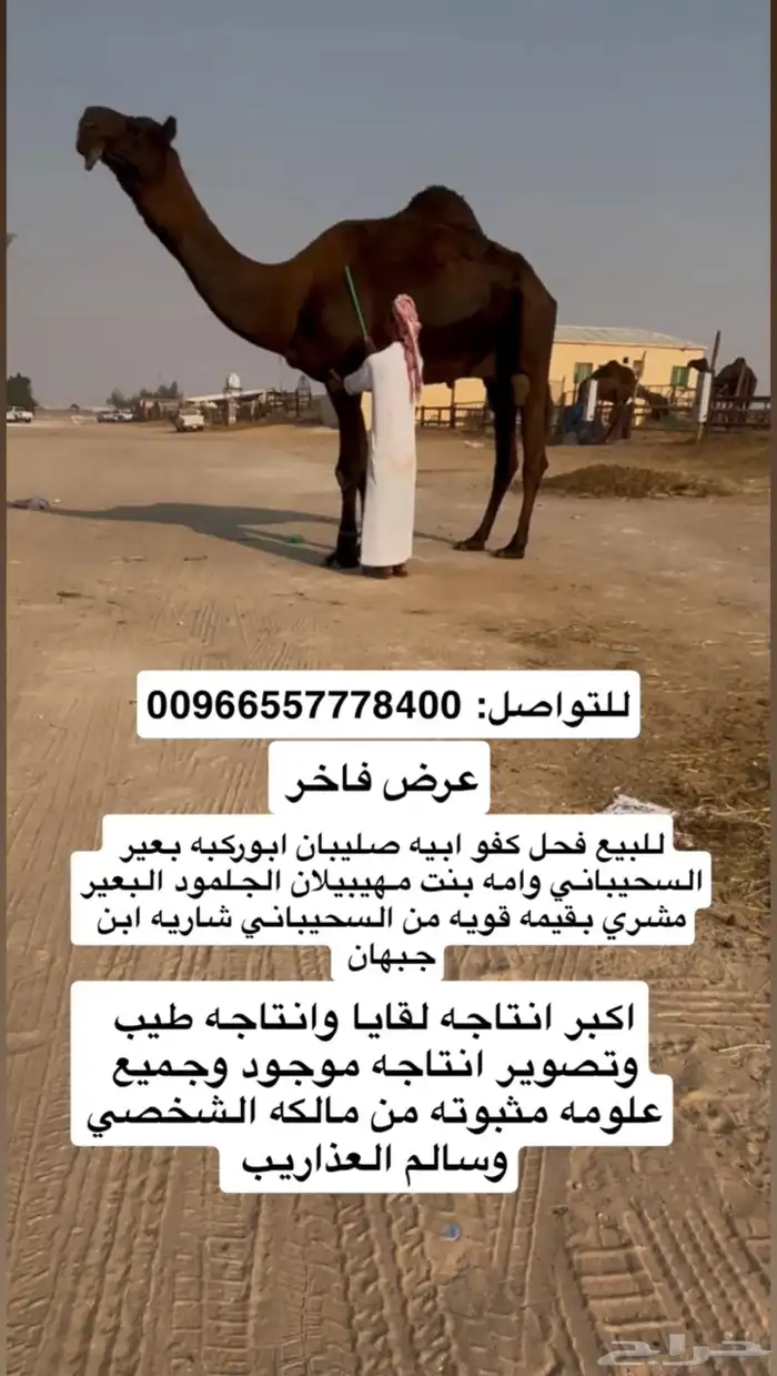 فحل كفو ولد صليبان ابوركبه للبيع مجاهيم 0
