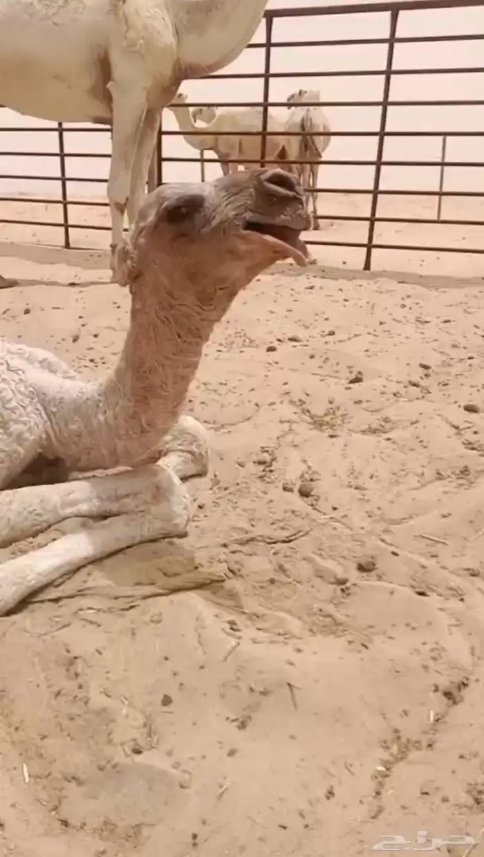 خفوت منتج 0