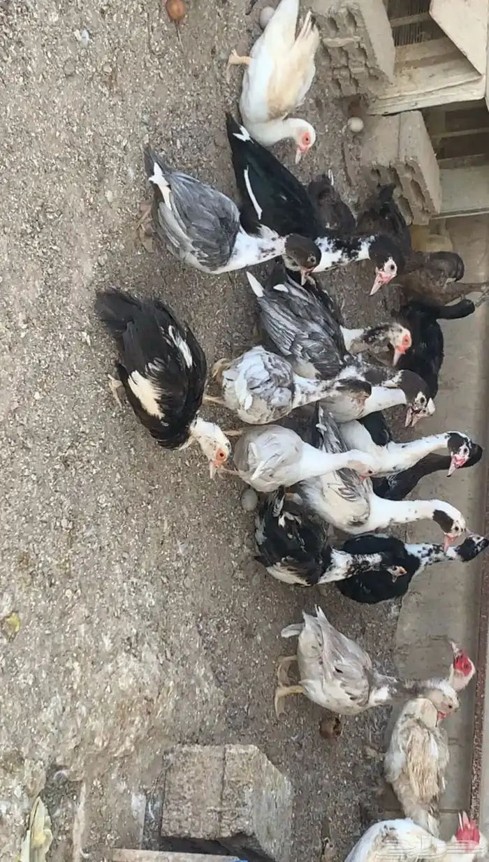 للبيع بط البري الخضيري مصري فاخر 0