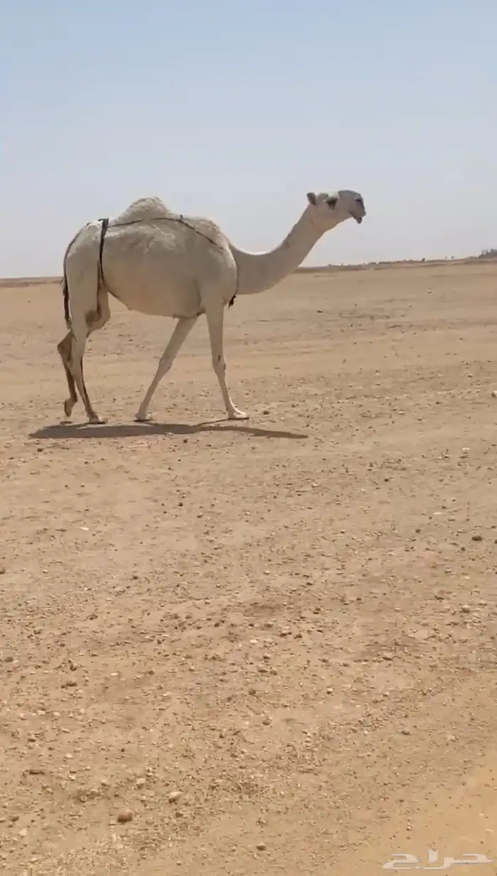 للبيع بكره ثنيه رمانيه مبيوع ولدها قبل اسبوع على جميع الشرو 0