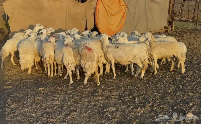 ضاان حرياات مراح 6