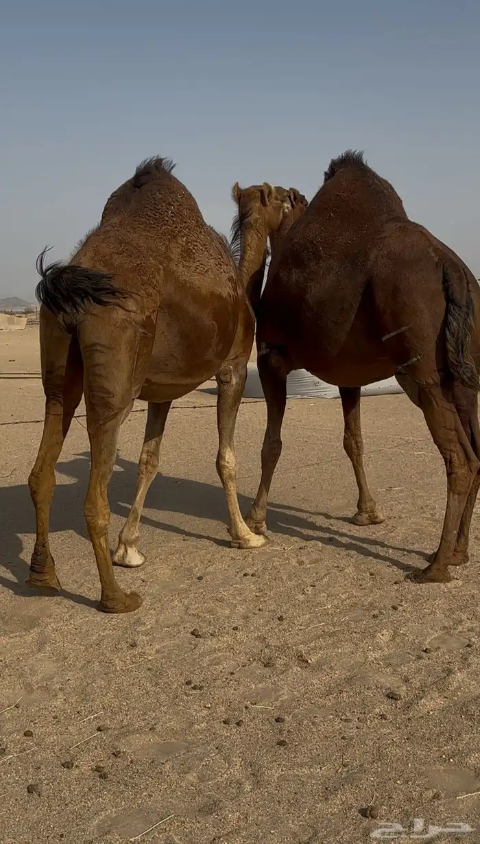 ناقتين سواحل حمر ملاقي 1