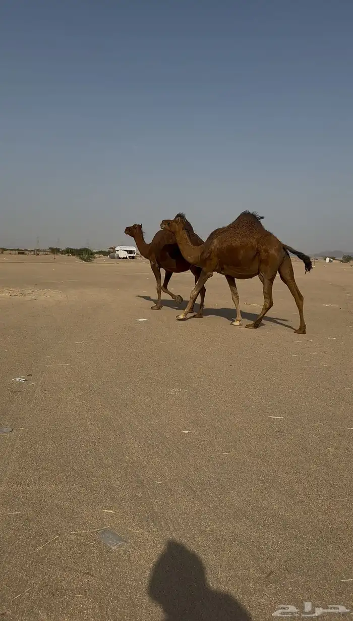 ناقتين سواحل حمر ملاقي 4