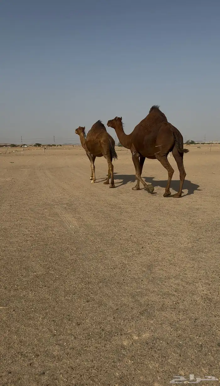 ناقتين سواحل حمر ملاقي 6