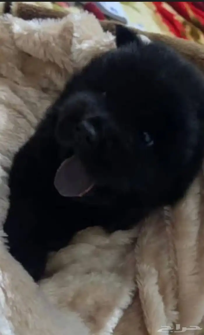 كلب تشاو تشاو بيور 0