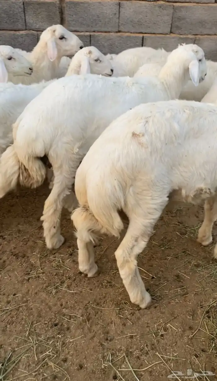طليان حري ذبائح 10