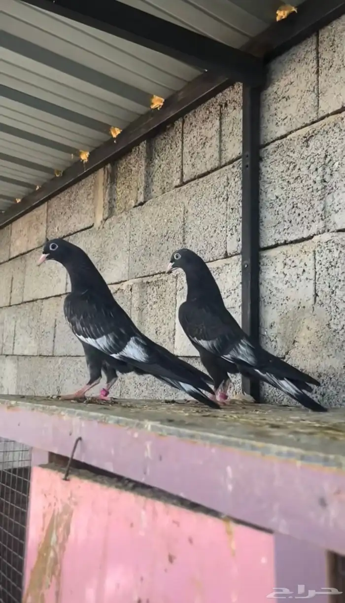 طبات حمام باكستاني رامبوري ( تم البيع ) 1