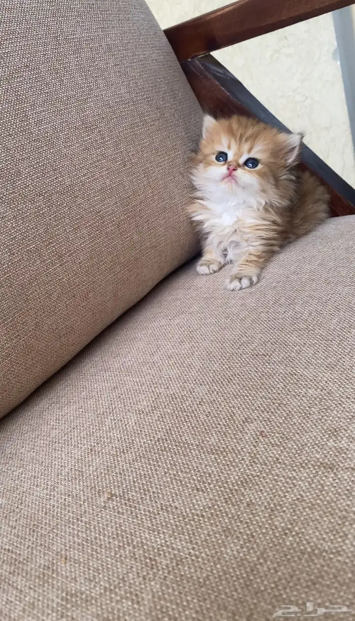 قطط برتش انثى للبيع 0