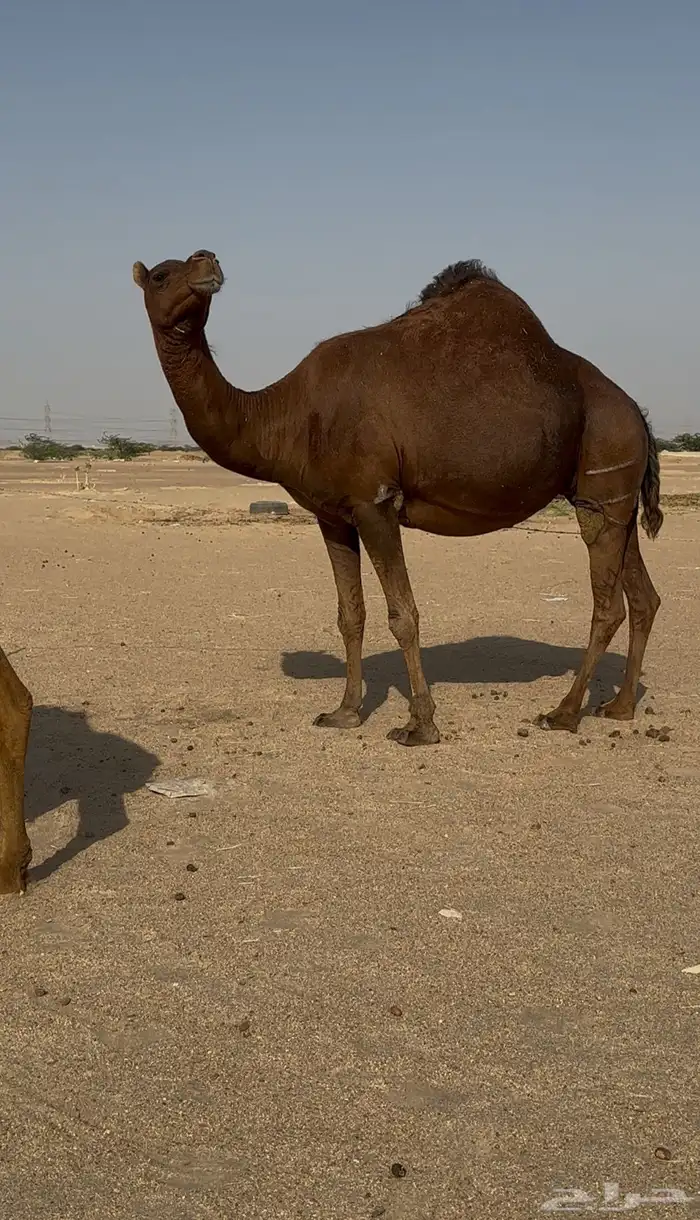 ناقتين سواحل حمر ملاقي 7