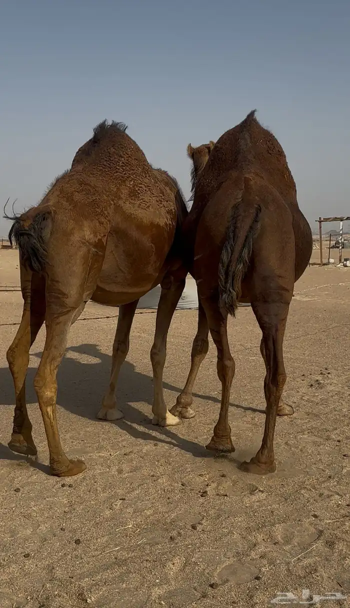 ناقتين سواحل حمر ملاقي 5